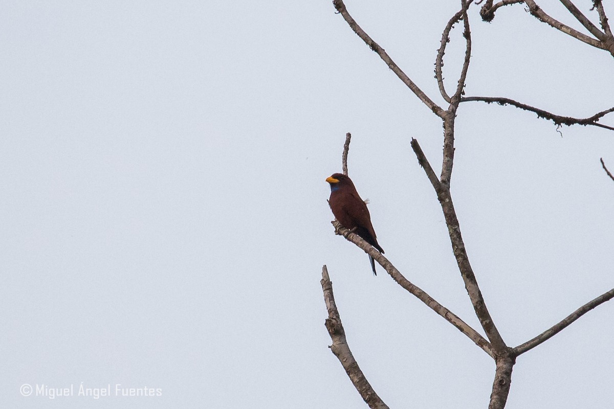 Blue-throated Roller - ML180291631