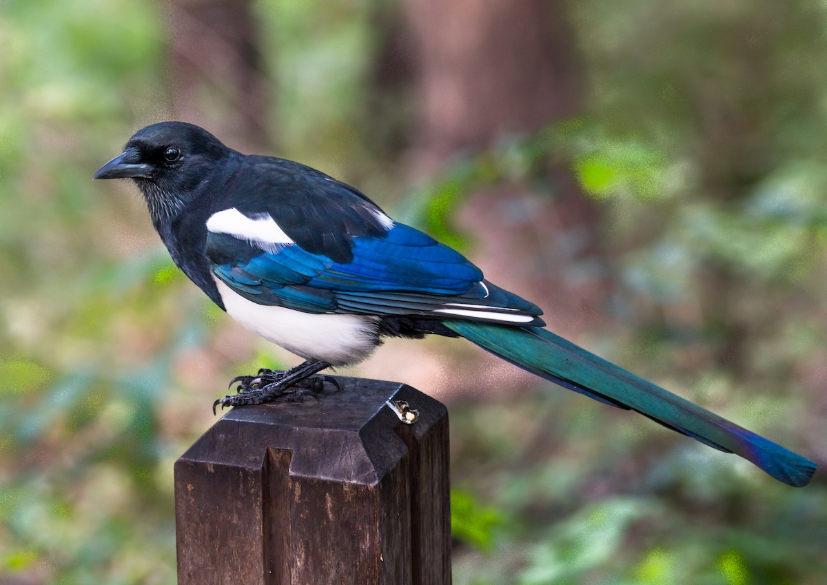 Oriental Magpie - Jim Merritt