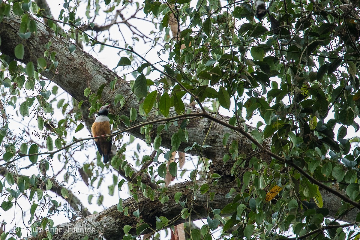 Rufous-bellied Helmetshrike - Miguel Angel Fuentes Rosúa