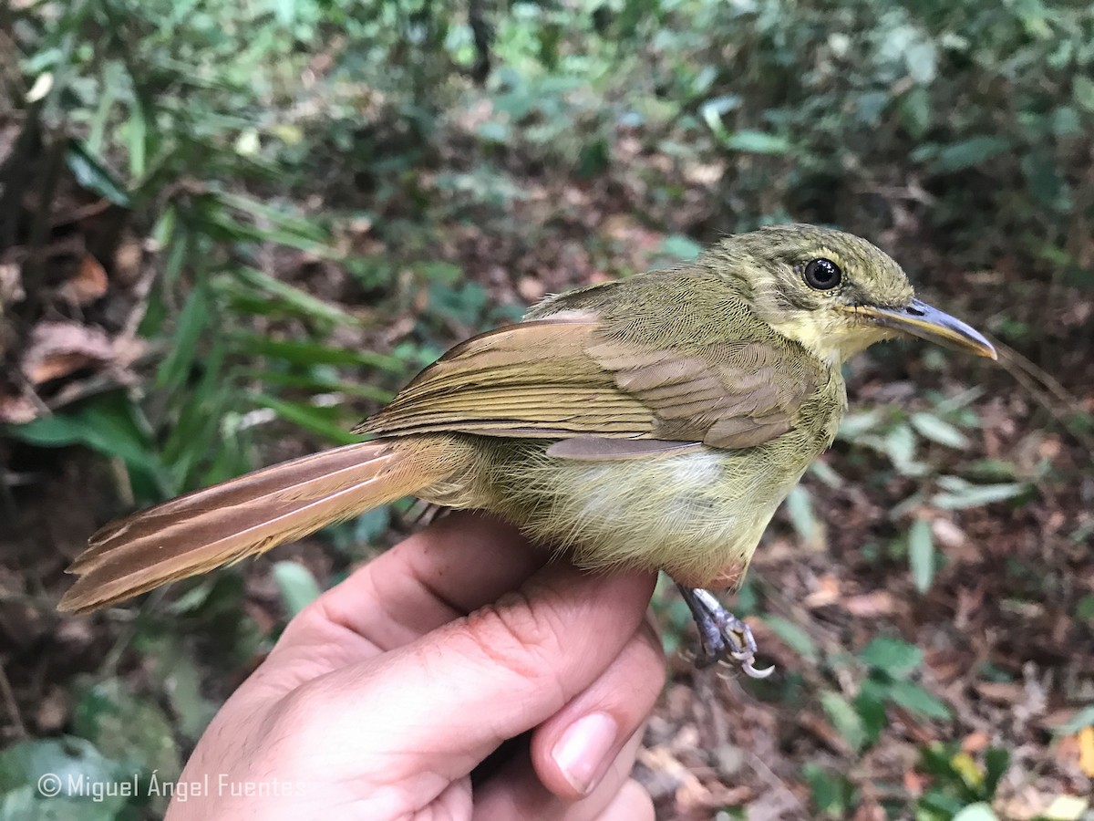 Xavier's Greenbul - Miguel Angel Fuentes Rosúa