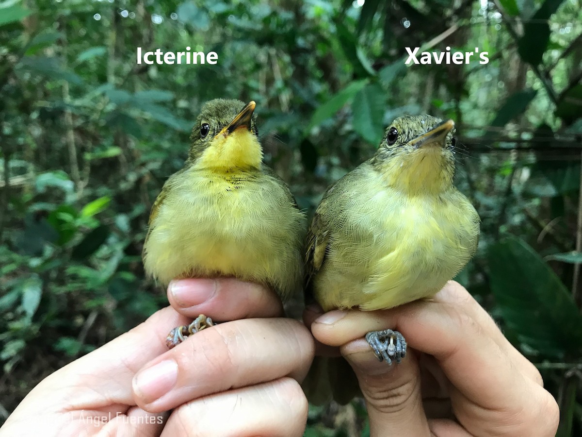 Icterine Greenbul - Miguel Angel Fuentes Rosúa