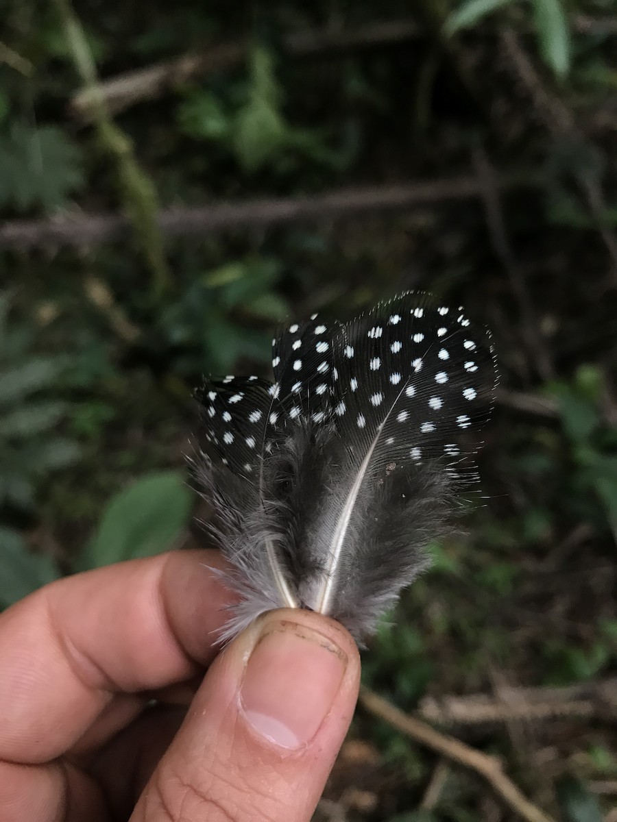 Plumed Guineafowl - ML180292951