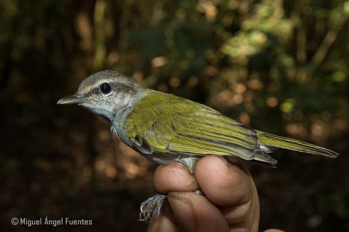 Uganda Woodland-Warbler - ML180295021