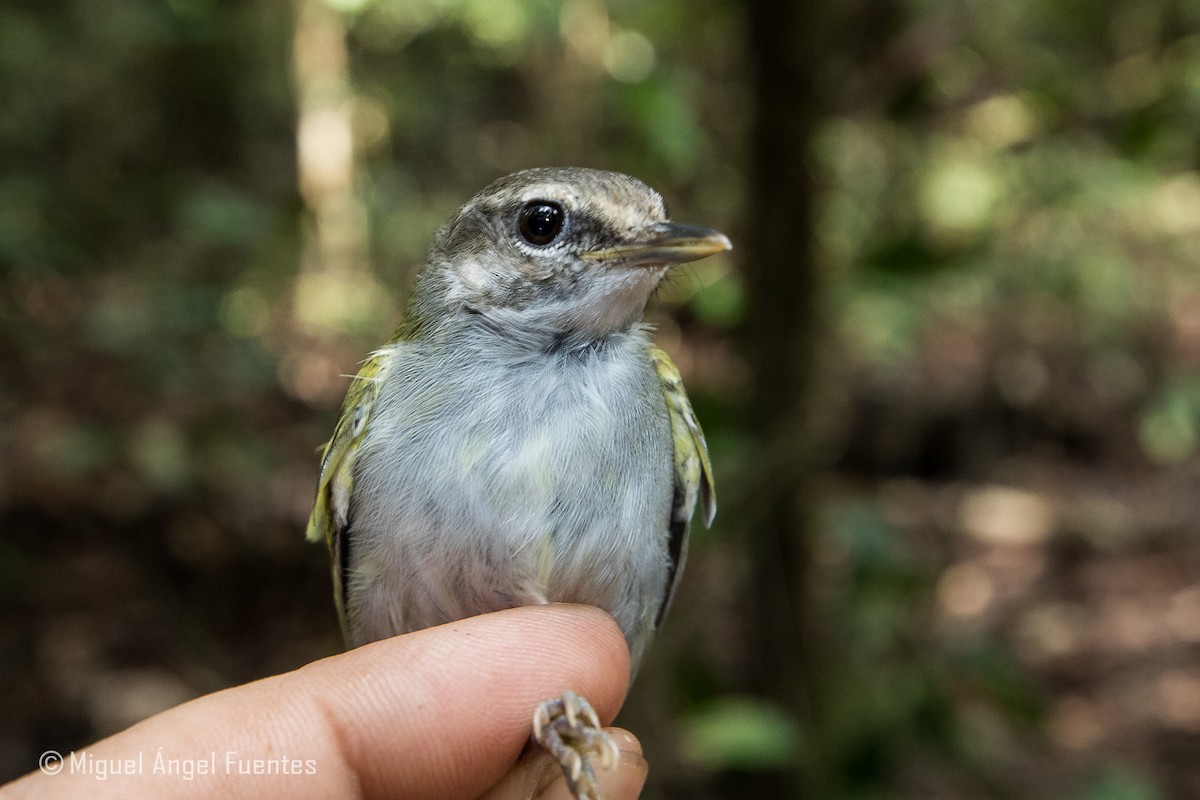 Uganda Woodland-Warbler - ML180295031