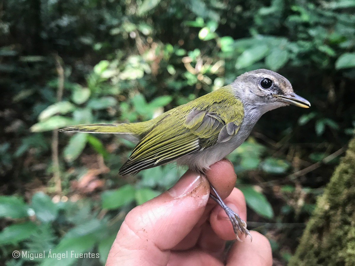 Uganda Woodland-Warbler - ML180295041