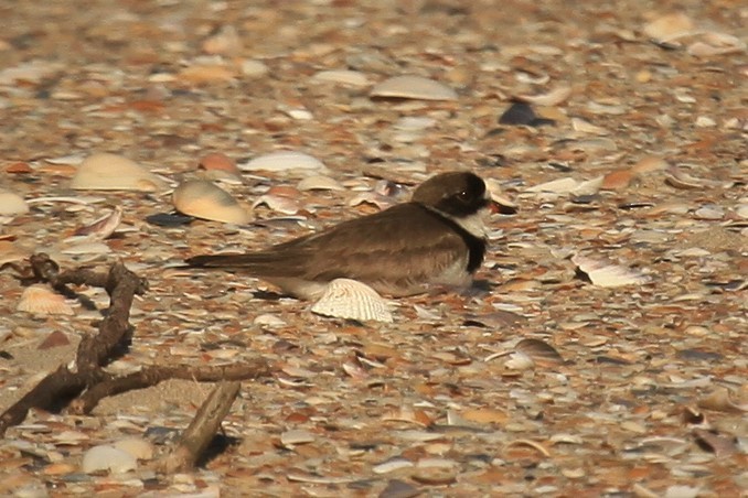 Semipalmated Plover - Steven Edwards