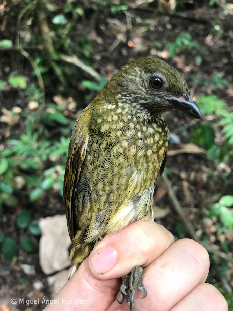 Spotted Honeyguide - ML180295331