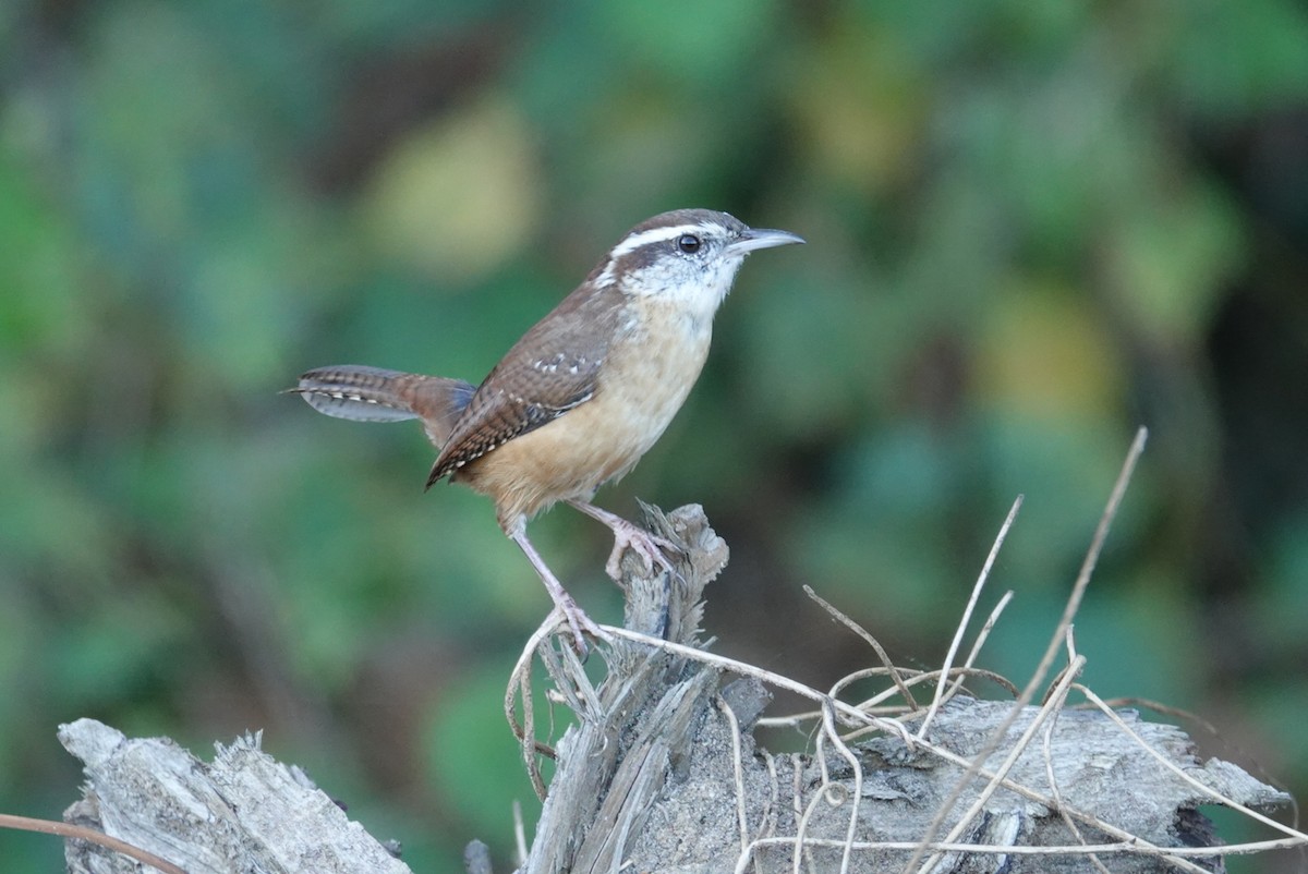 Carolina Wren - ML180295471