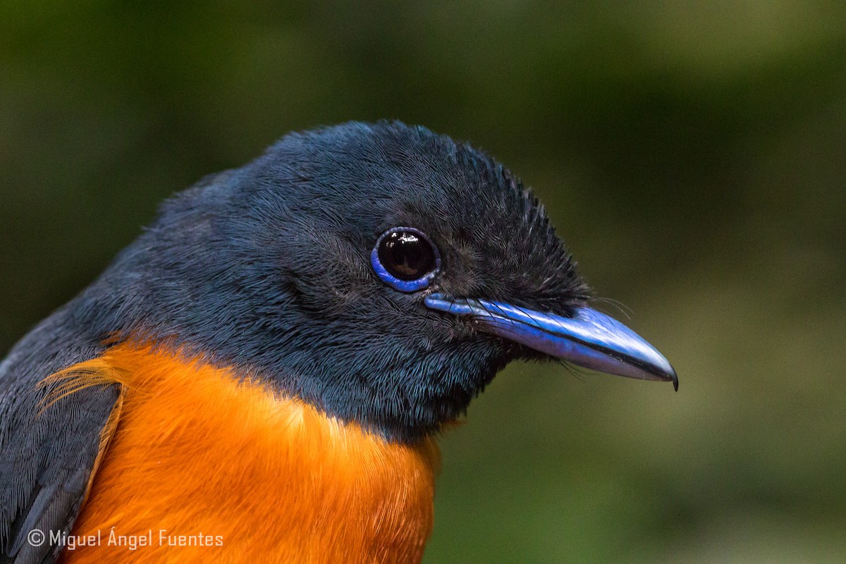 Black-headed Paradise-Flycatcher - ML180295571