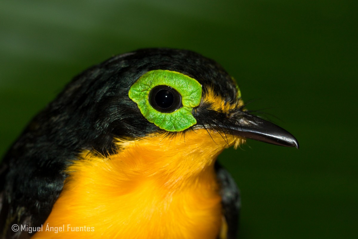 Yellow-bellied Wattle-eye - ML180295591