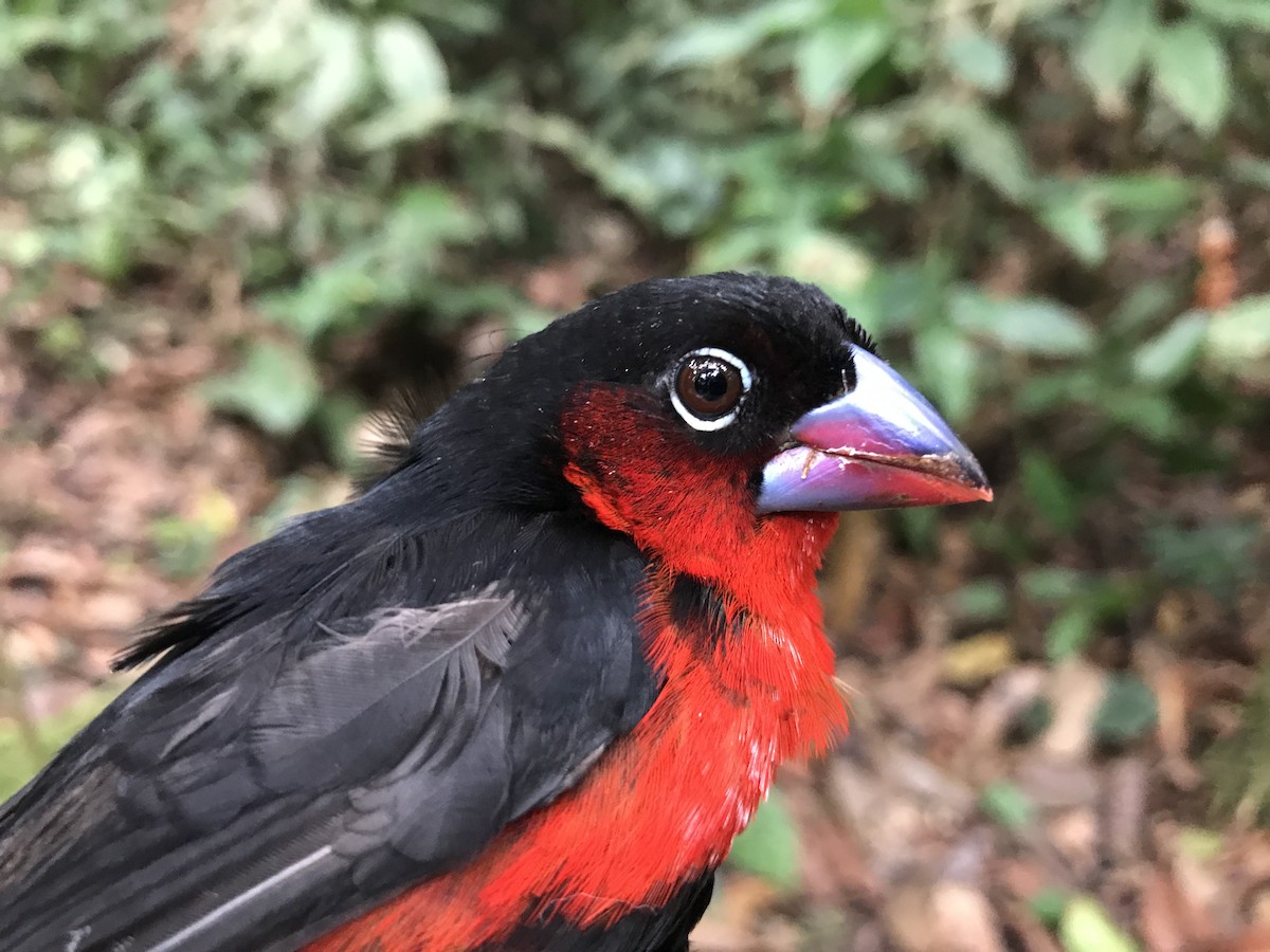 Western Bluebill - ML180295791