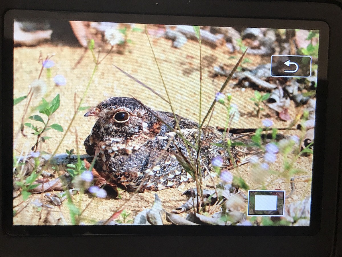 Square-tailed Nightjar - ML180295801