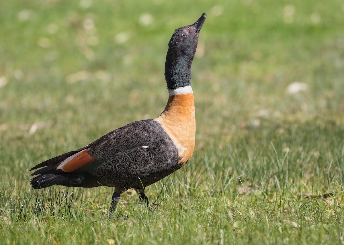 Australian Shelduck - ML180295851