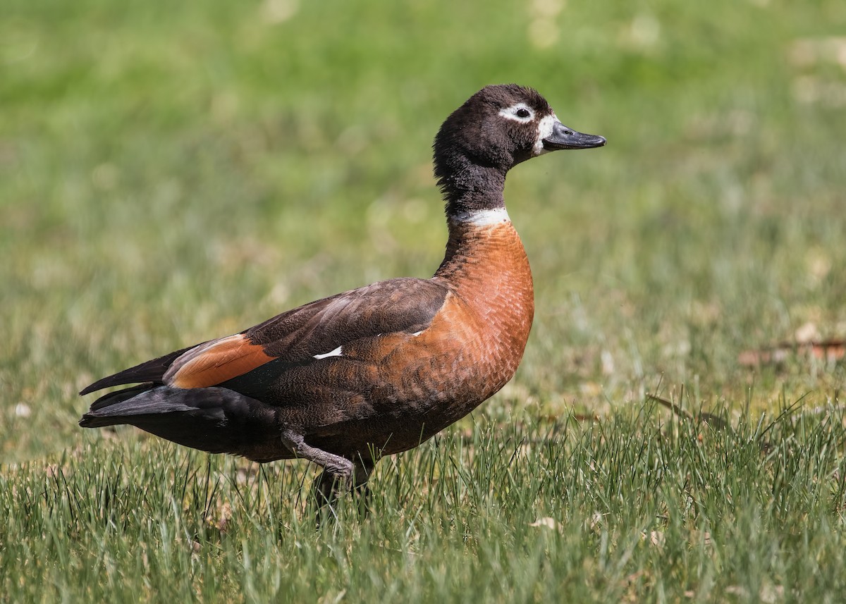 Australian Shelduck - ML180295861