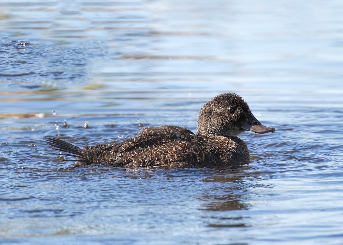 Blue-billed Duck - Julie Clark