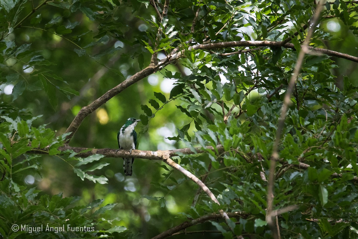 Klaas's Cuckoo - ML180296371