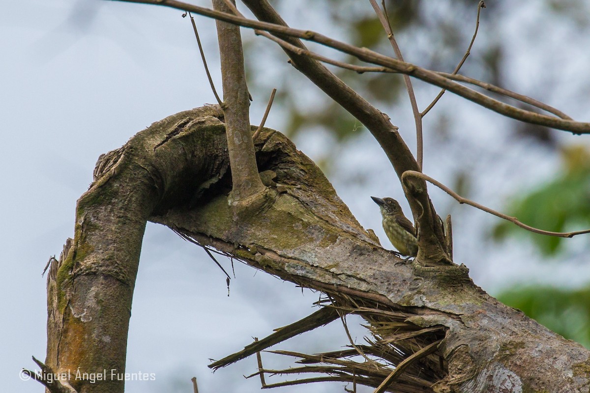 Schuppenbartvogel - ML180296471