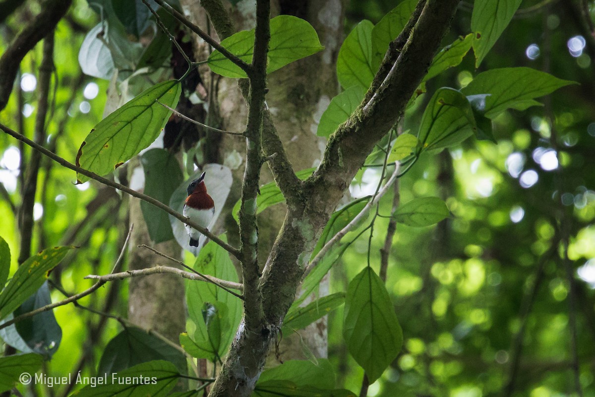 Chestnut Wattle-eye - ML180296521