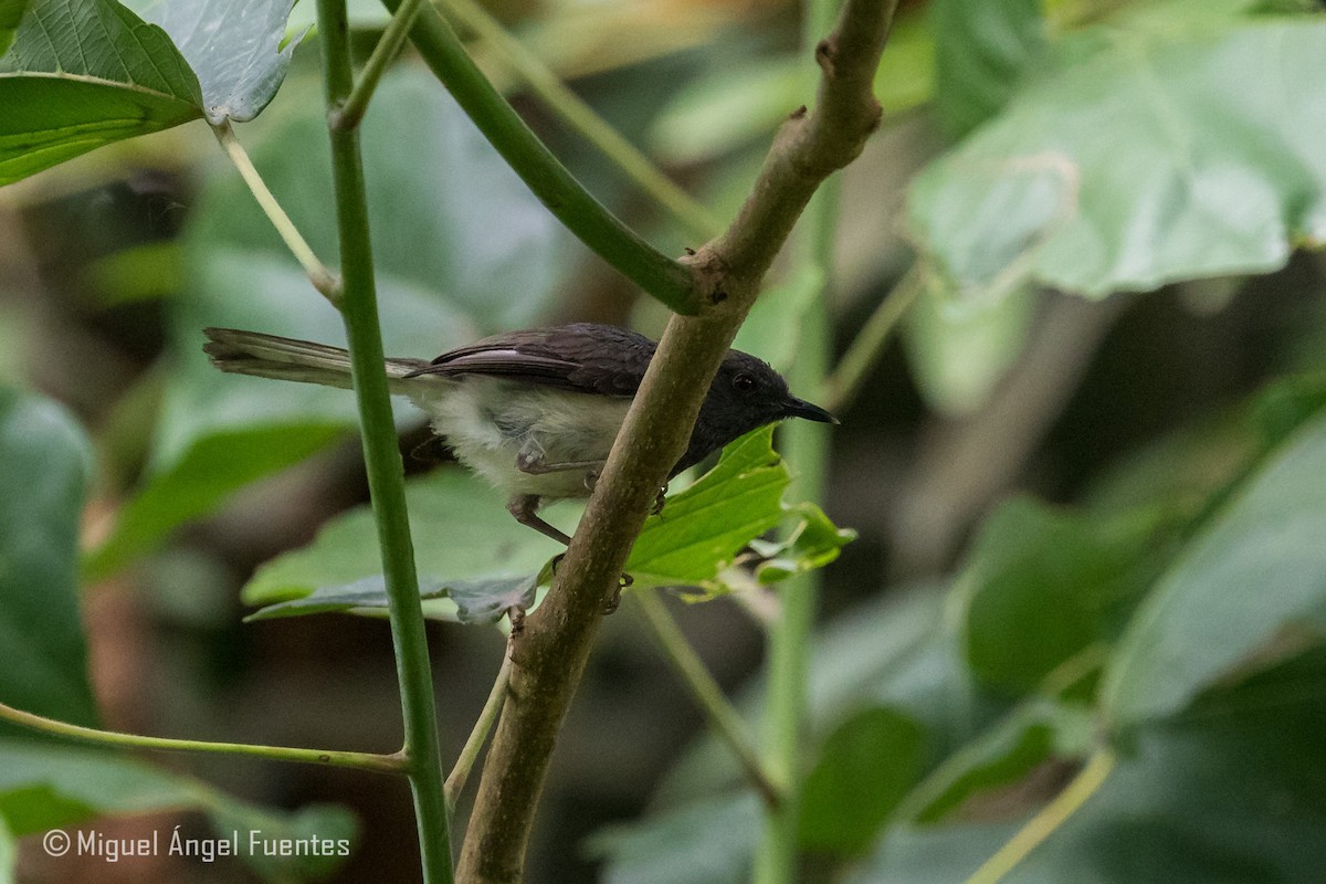 Buff-throated Apalis - ML180296591