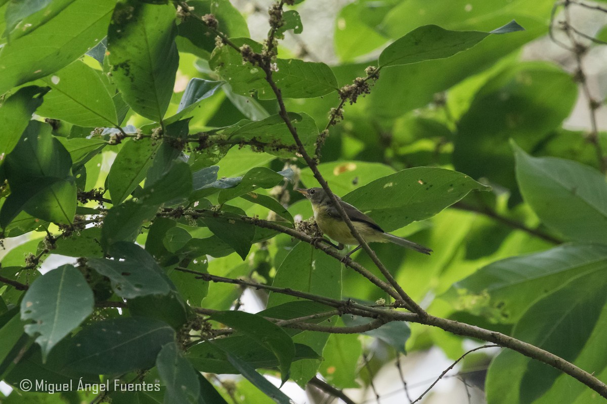 Gray Apalis - ML180296601
