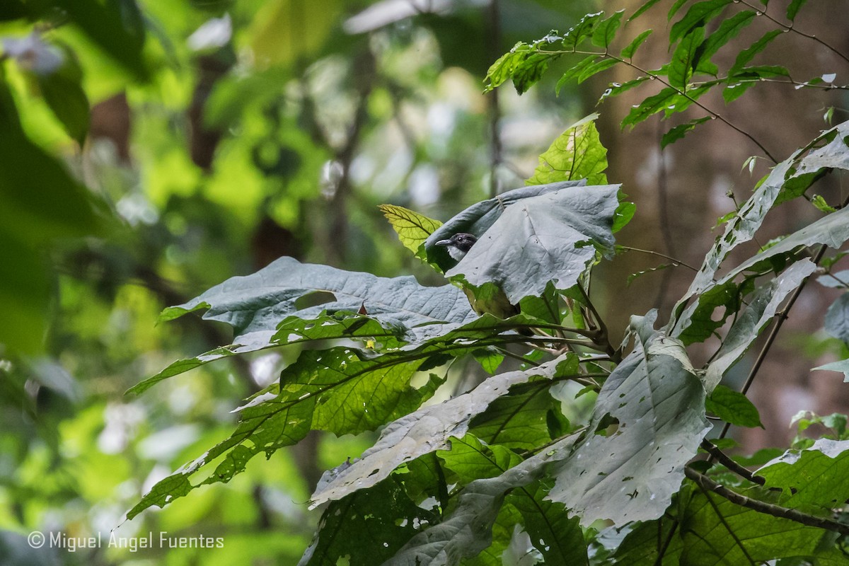 Red-tailed Greenbul - ML180296701