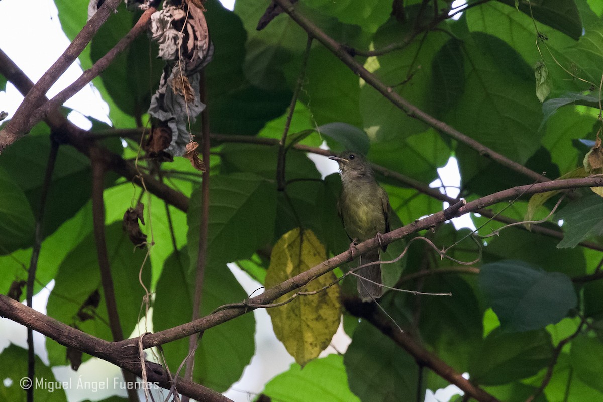 Little Greenbul - ML180296801