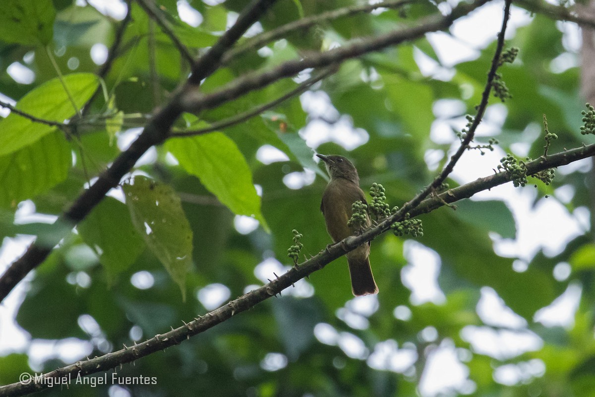 Little Greenbul - ML180296811