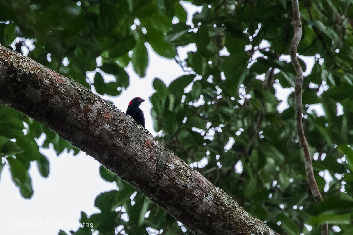 Red-headed Malimbe - ML180296911