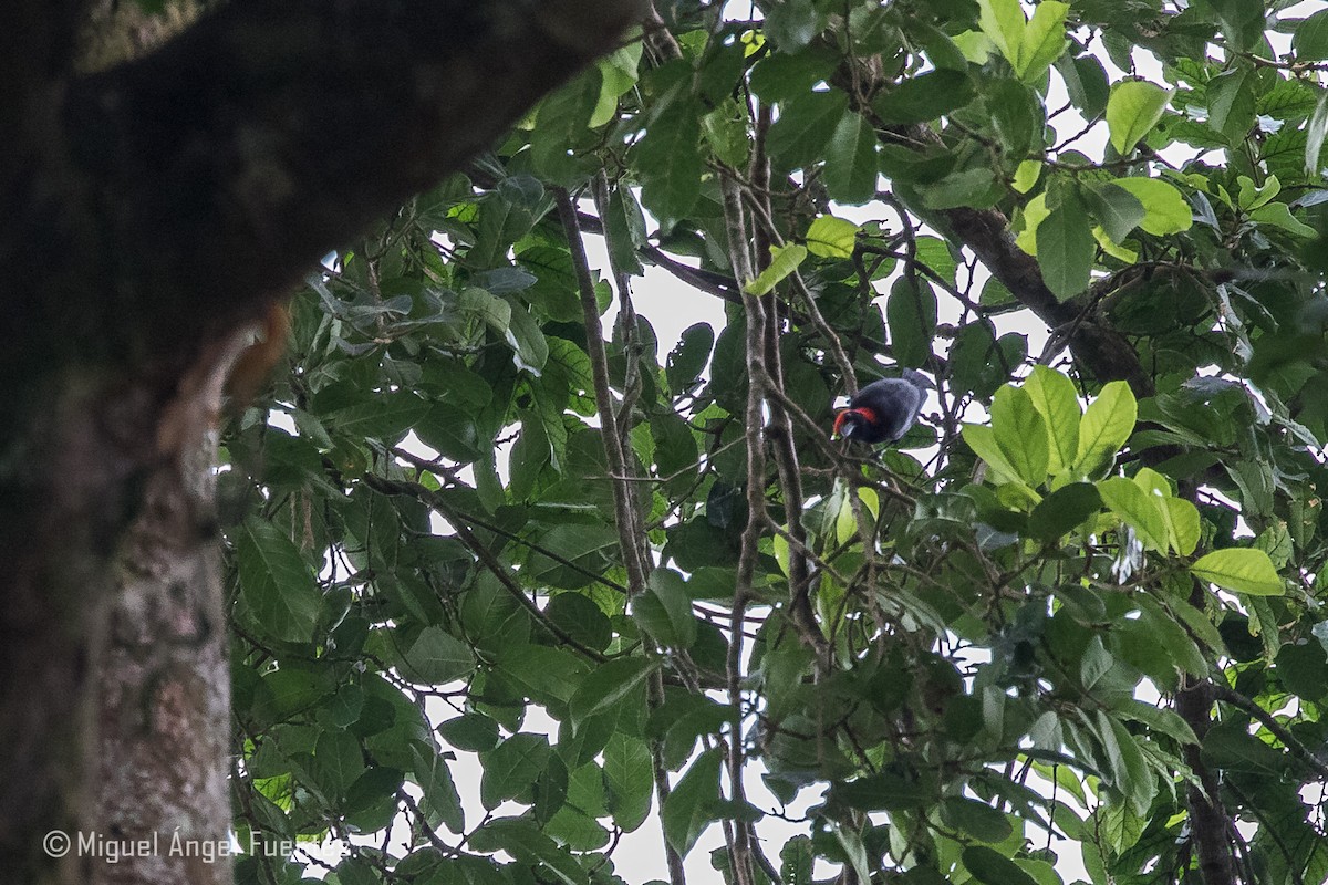 Red-headed Malimbe - ML180296921