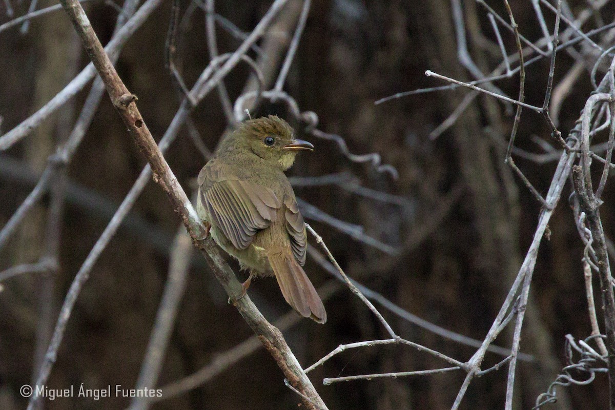 Little Greenbul - ML180296961