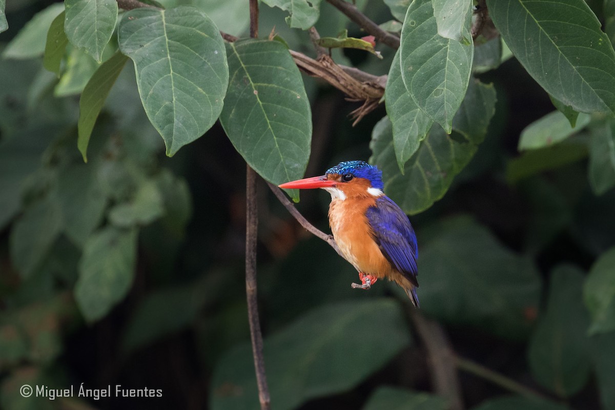Malachite Kingfisher - ML180297221