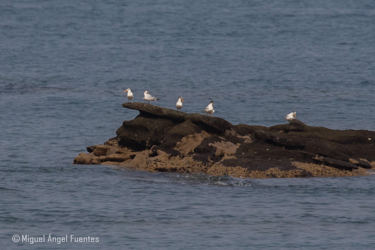 West African Crested Tern - ML180297231