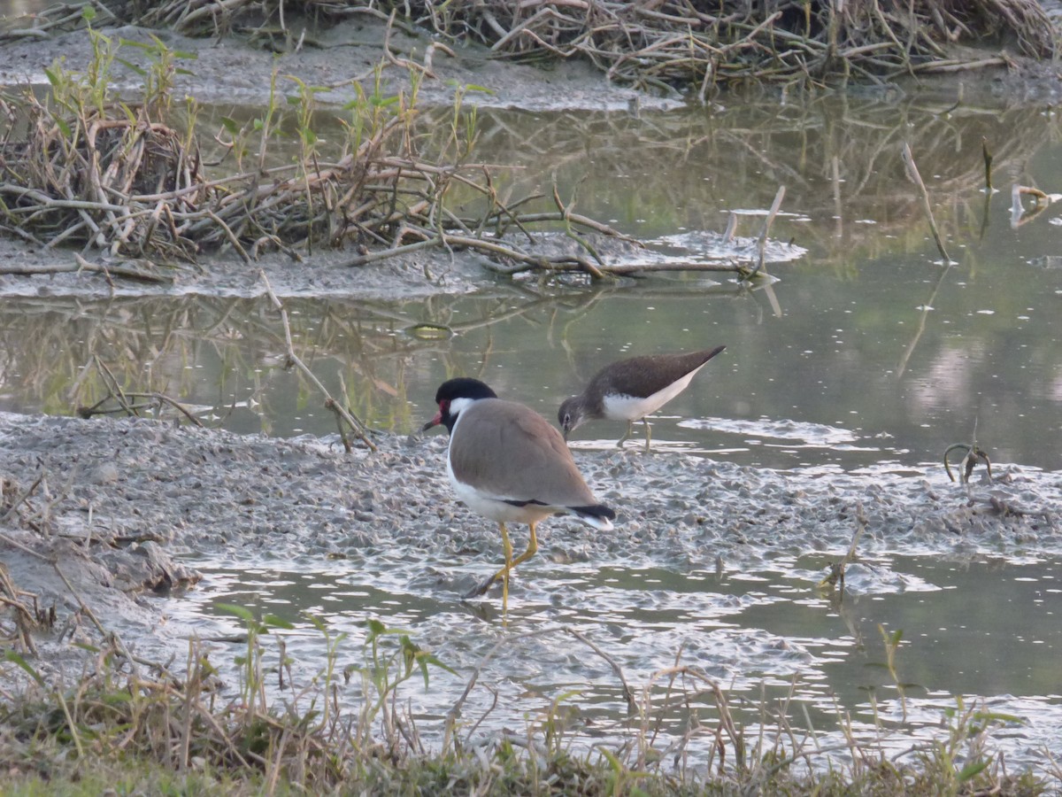 Green Sandpiper - Tim Inskipp