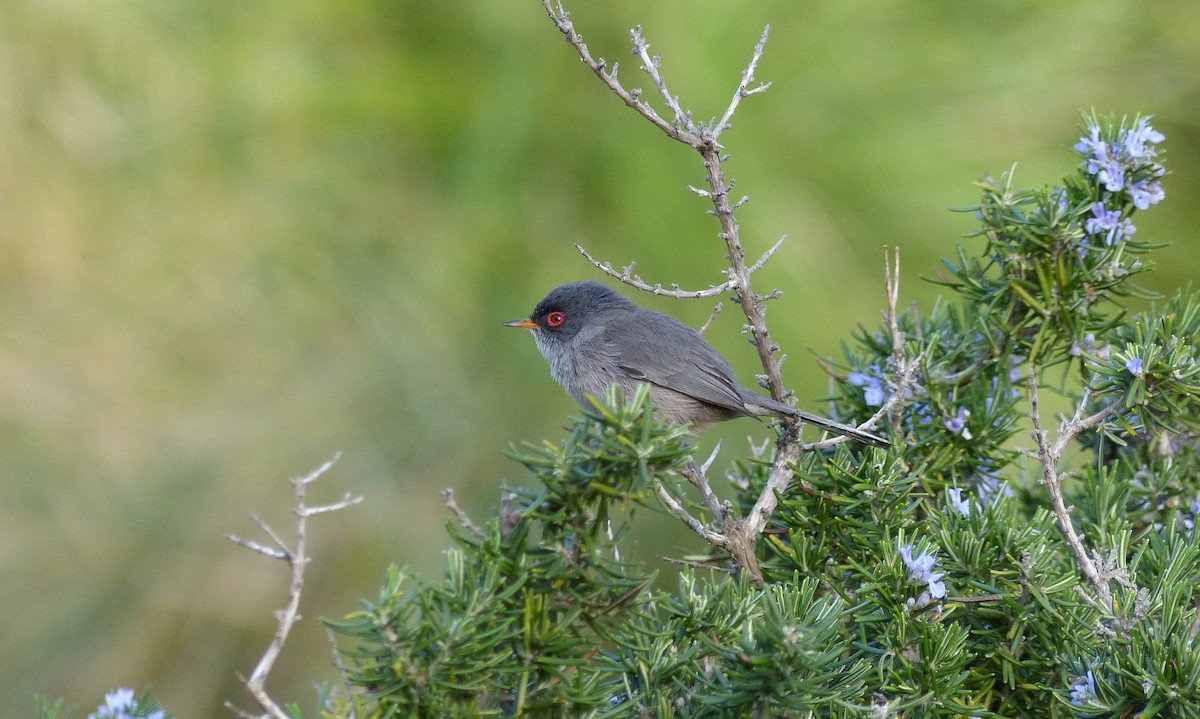 Balearic Warbler - ML180299241