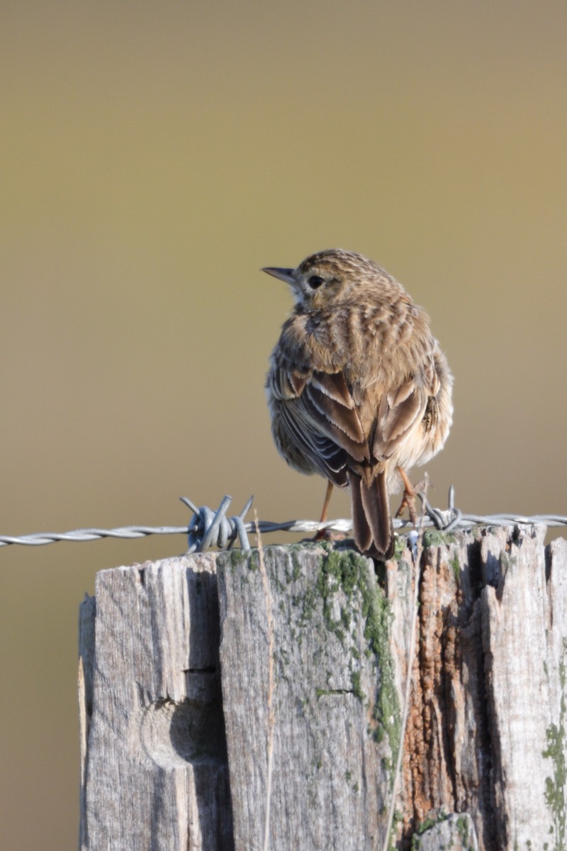 Australian Pipit - Ken Crawley