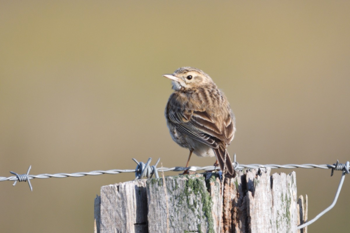 Australian Pipit - ML180299871