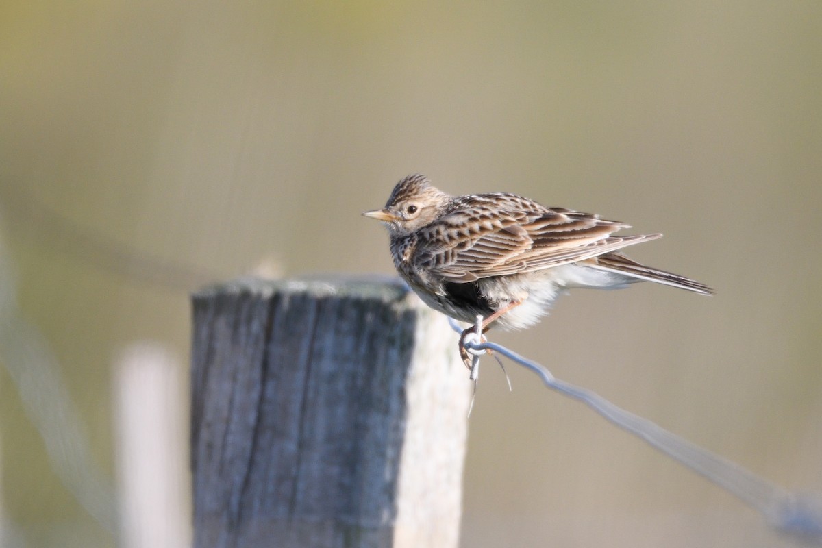 Eurasian Skylark - ML180299881