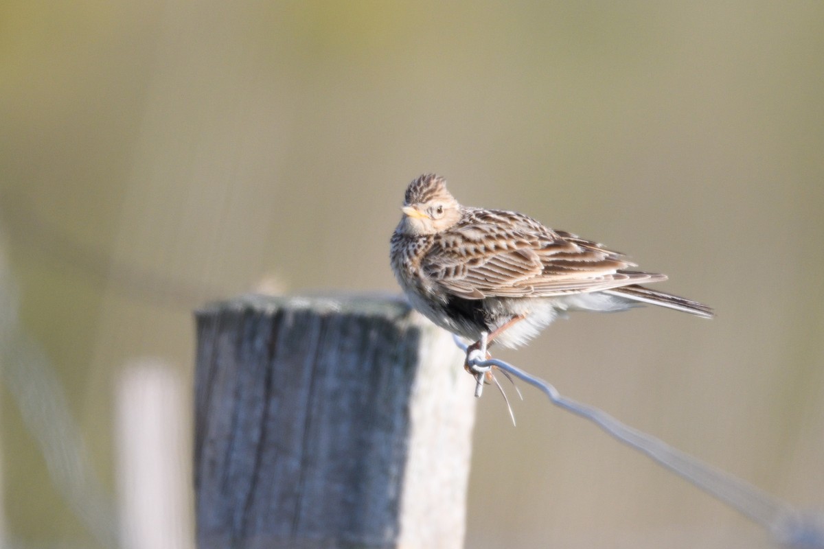 Eurasian Skylark - ML180299891