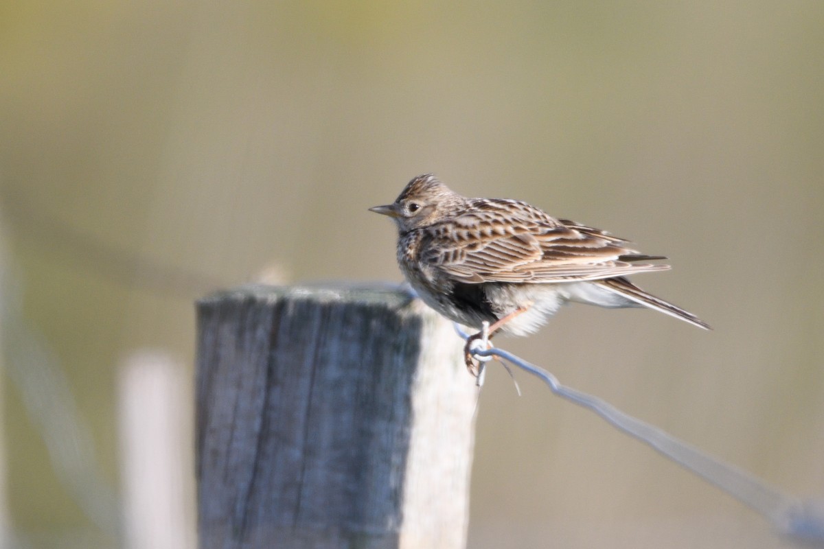 Eurasian Skylark - Ken Crawley