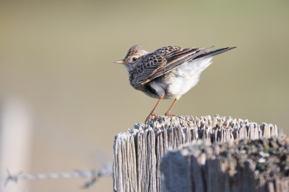 Eurasian Skylark - Ken Crawley