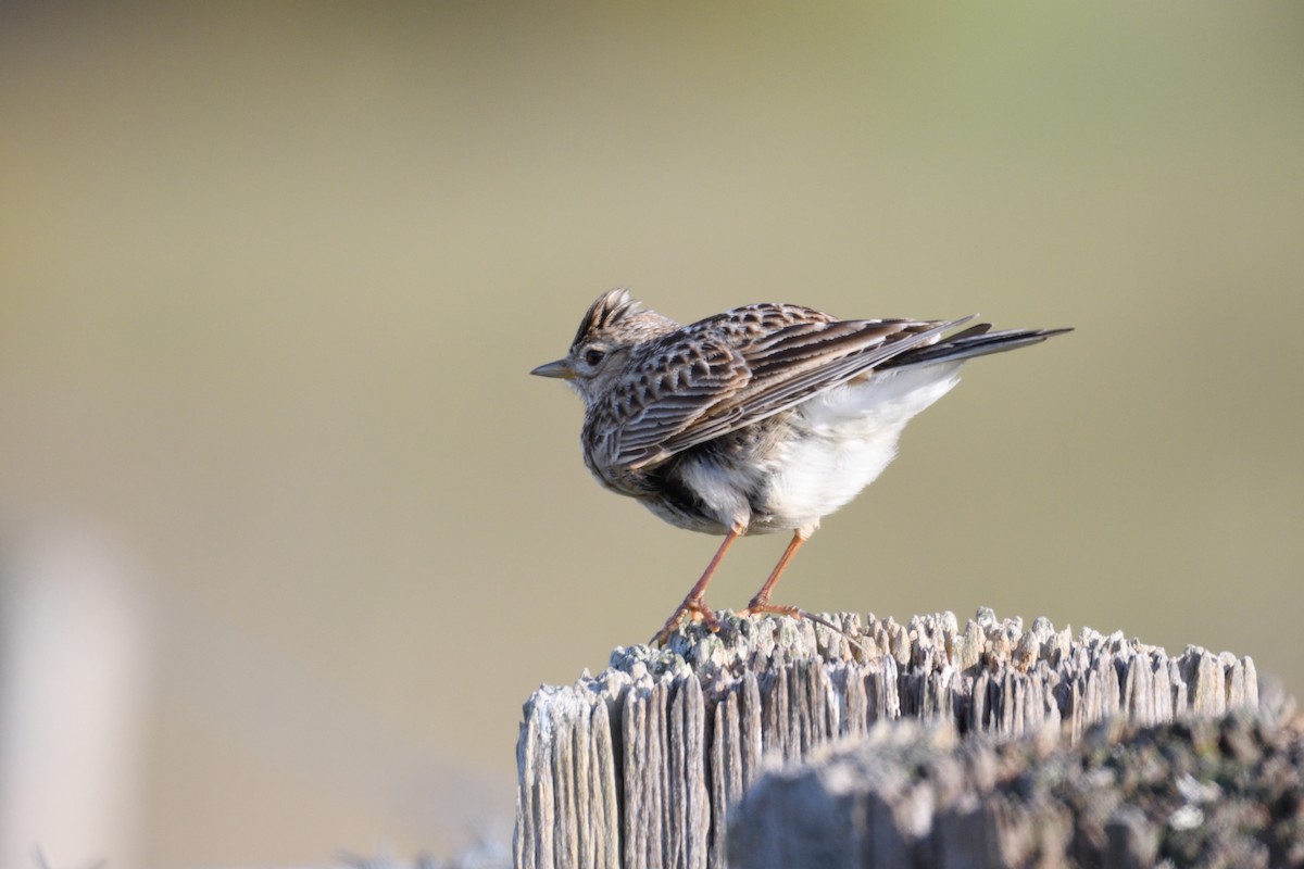 Eurasian Skylark - ML180299931