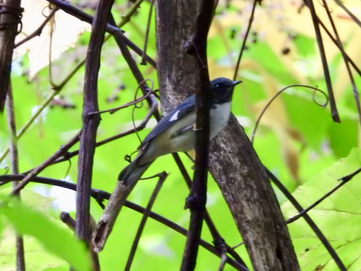Black-throated Blue Warbler - ML180300061