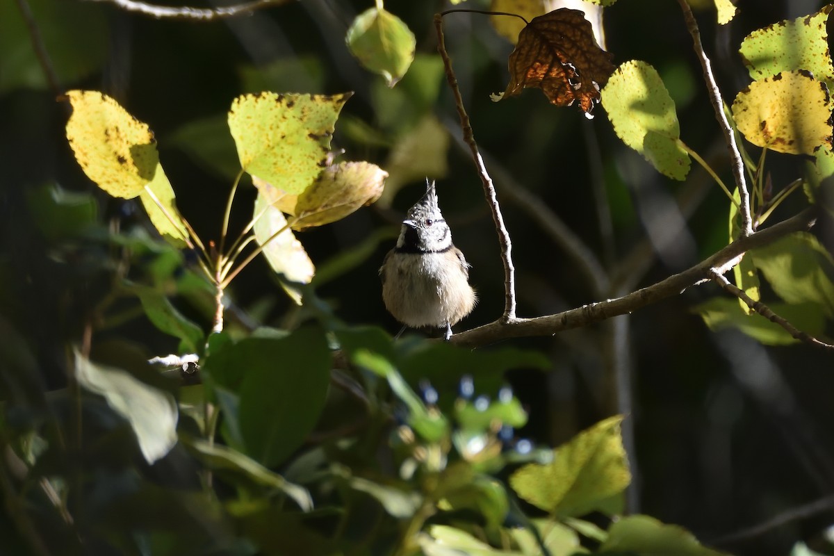 Crested Tit - ML180300861