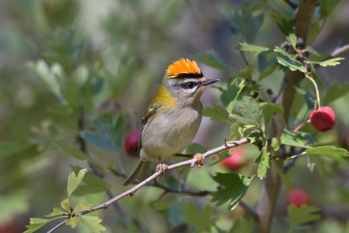 Common Firecrest - ML180300911