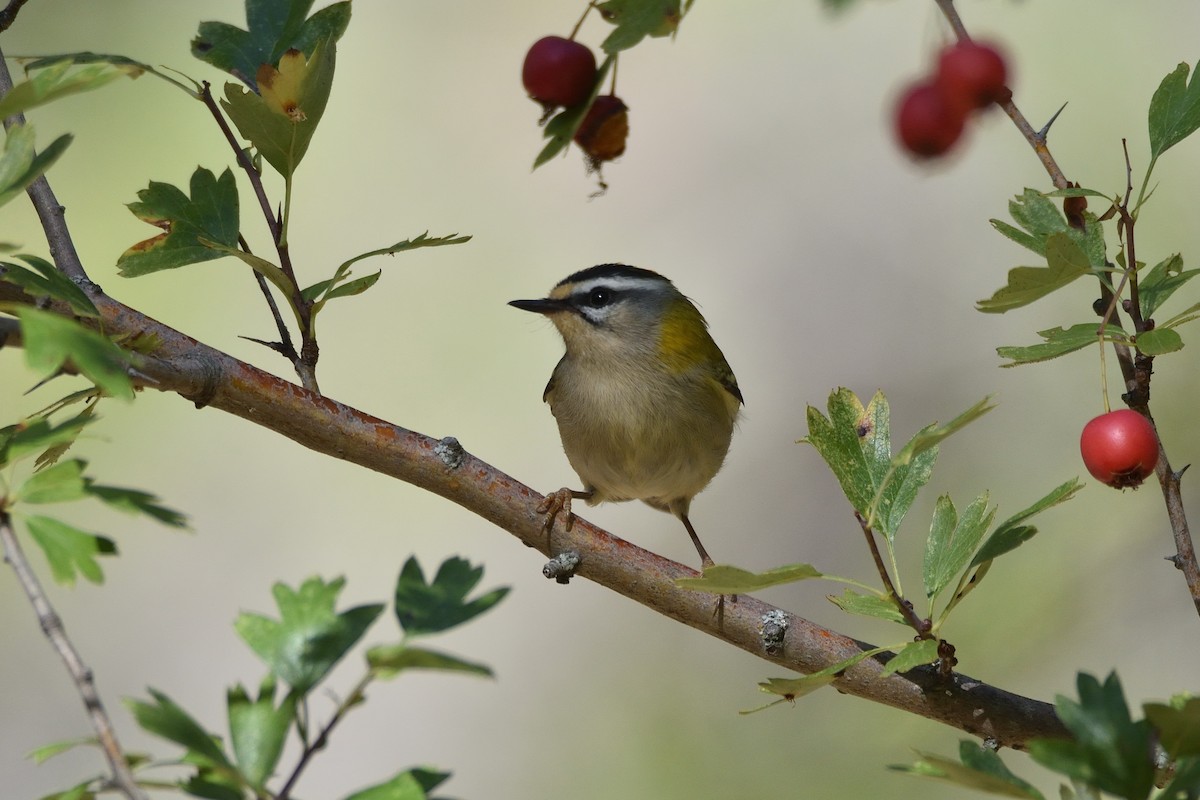 Common Firecrest - Santiago Caballero Carrera