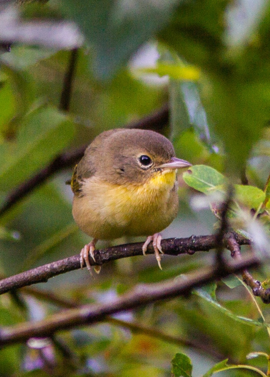 Common Yellowthroat - ML180301181