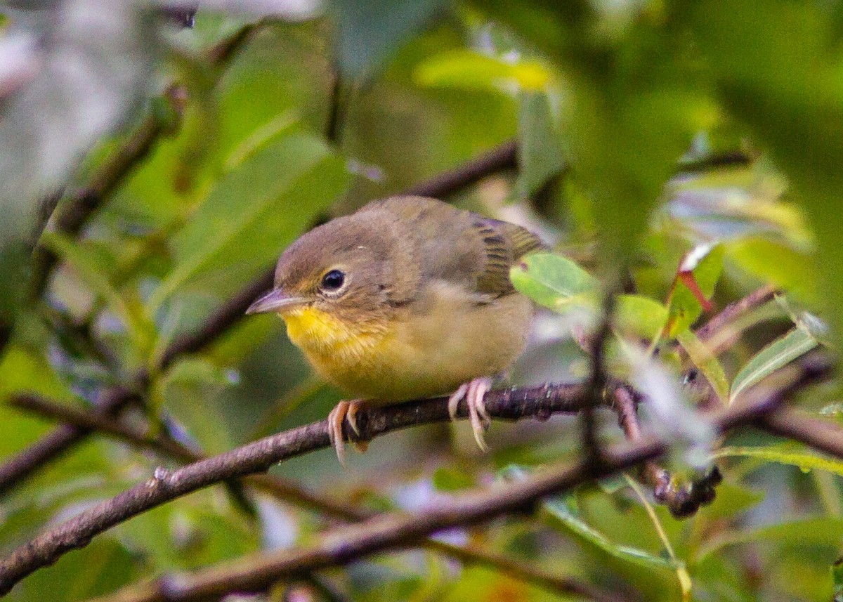 カオグロアメリカムシクイ - ML180301191