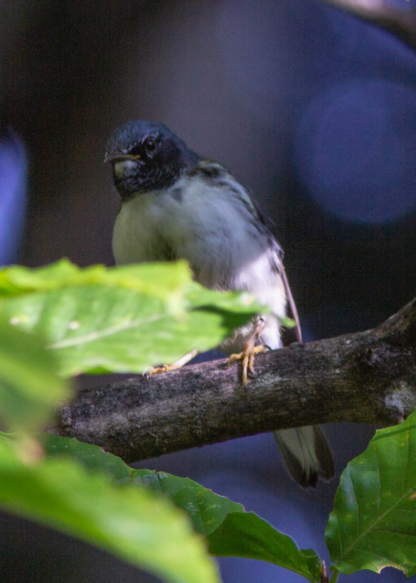 Black-throated Blue Warbler - ML180301221