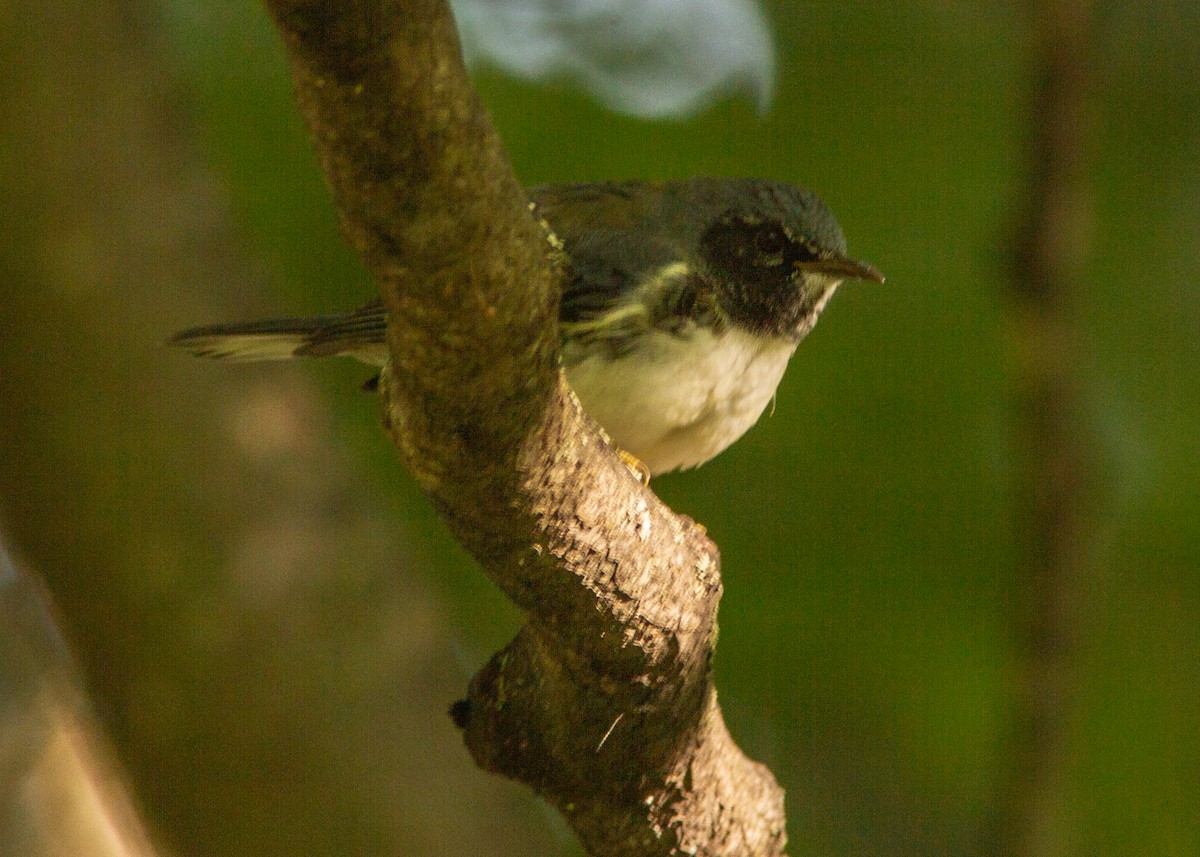 Black-throated Blue Warbler - ML180301231