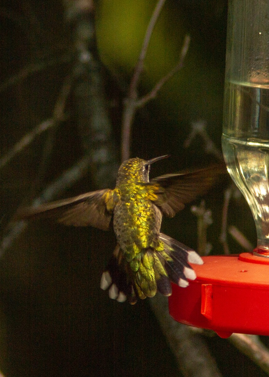 Ruby-throated Hummingbird - ML180301911